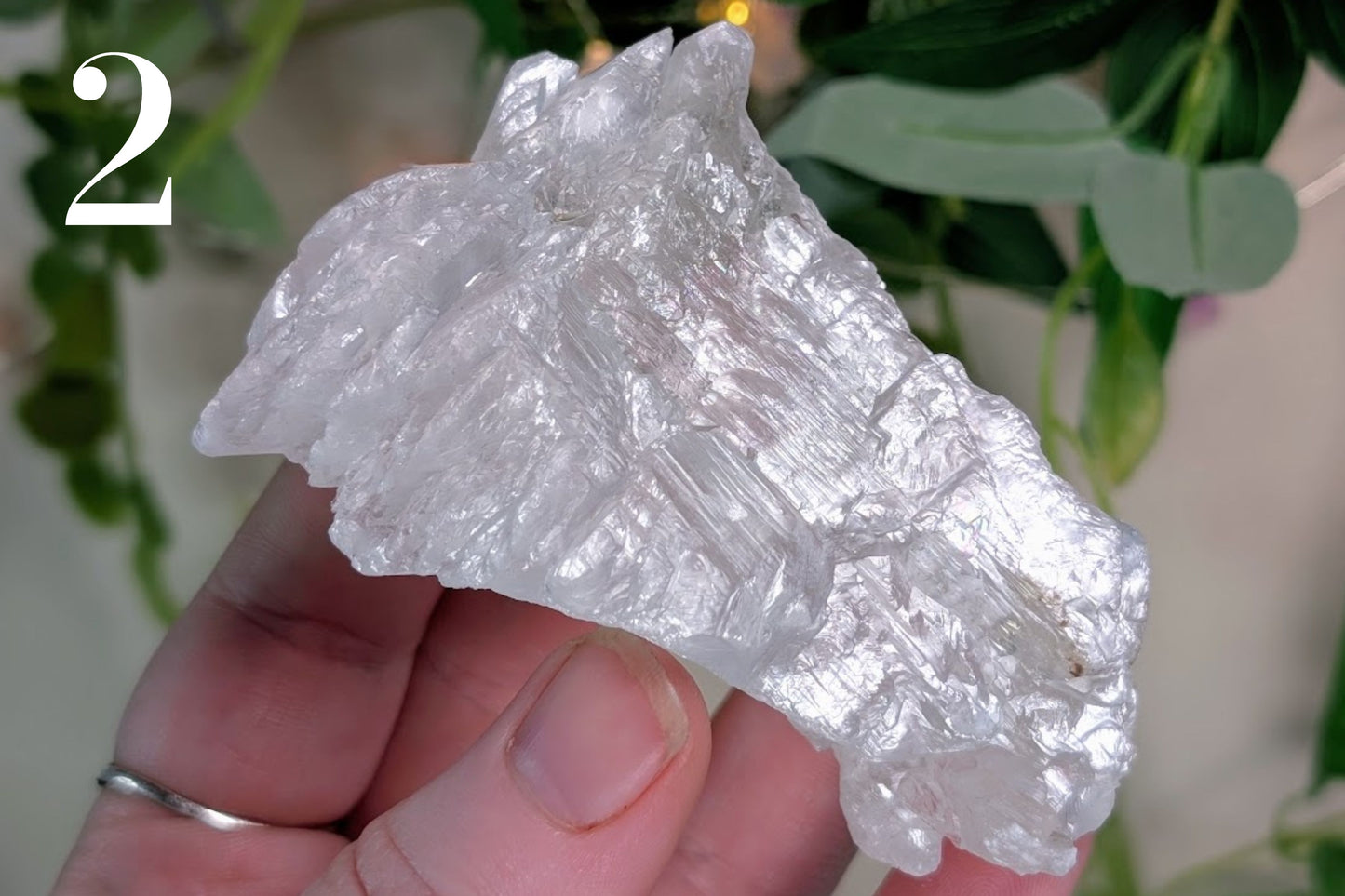 Fishtail Selenite Specimen