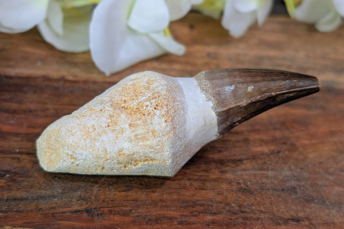 Mosasaur Tooth