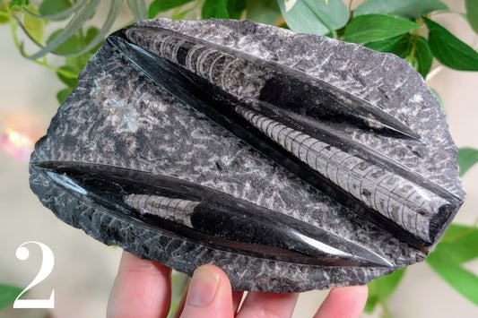 Orthoceras in Matrix Specimen