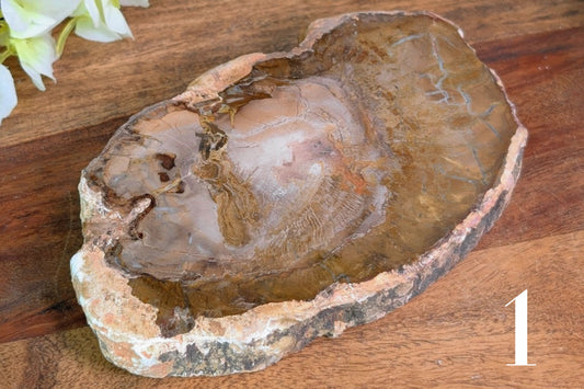 Petrified Wood Slab