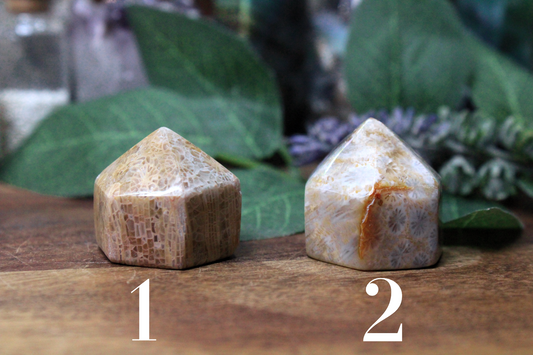 Fossil Coral Point 1"