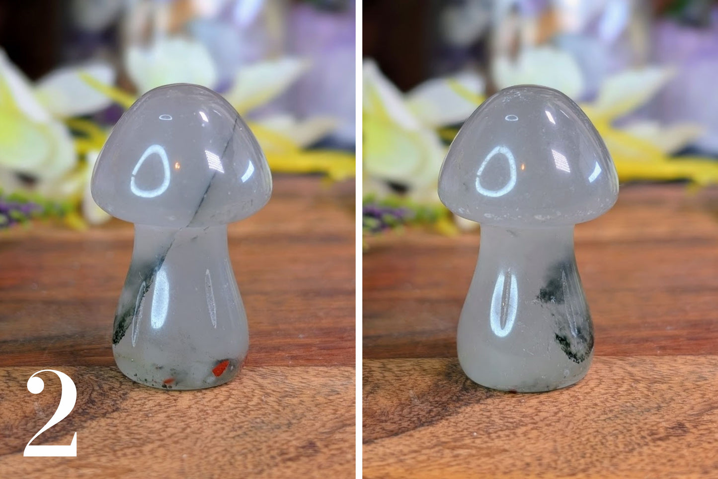 African Bloodstone Mushroom