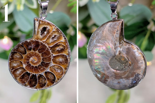Ammonite Half Necklace