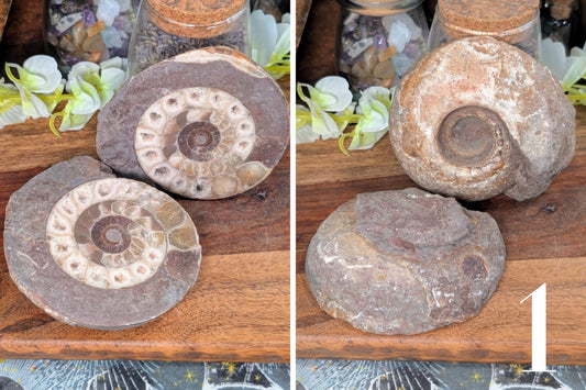 Ammonite Half 3"