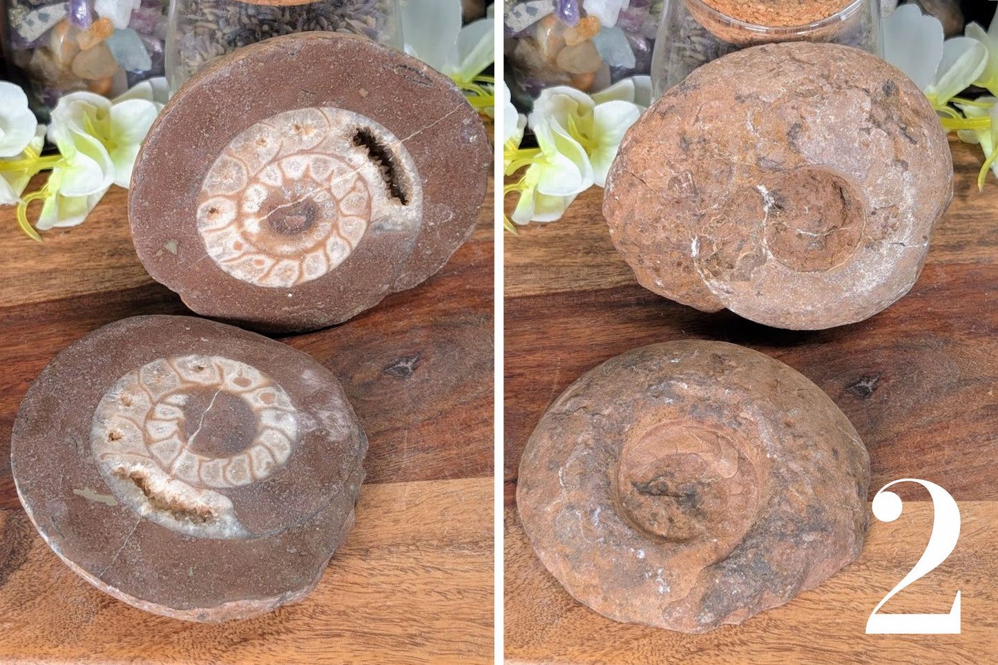 Ammonite Half 3"