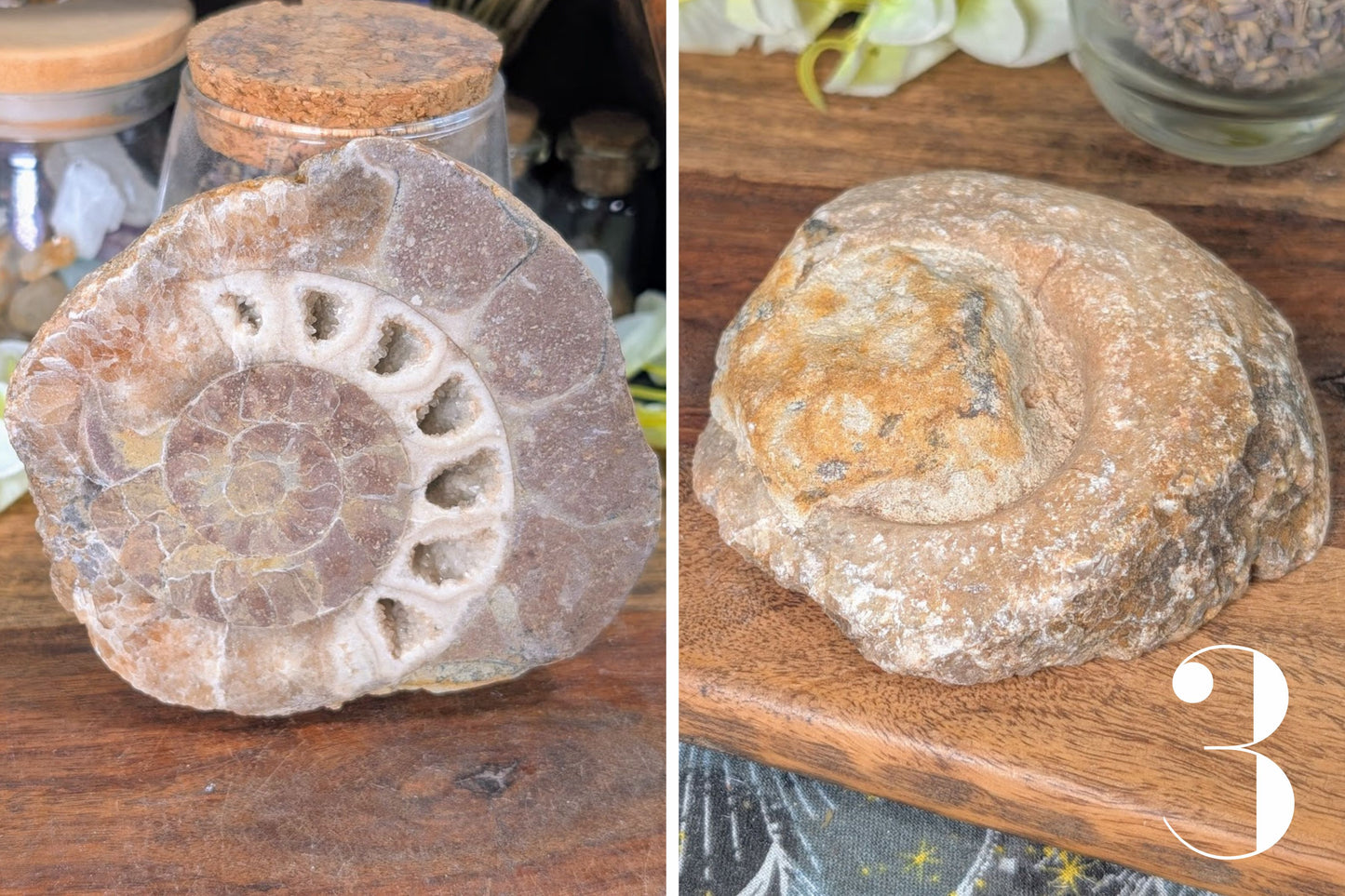 Ammonite Half 3"