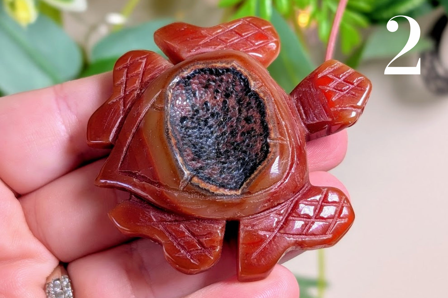 Carnelian Turtle