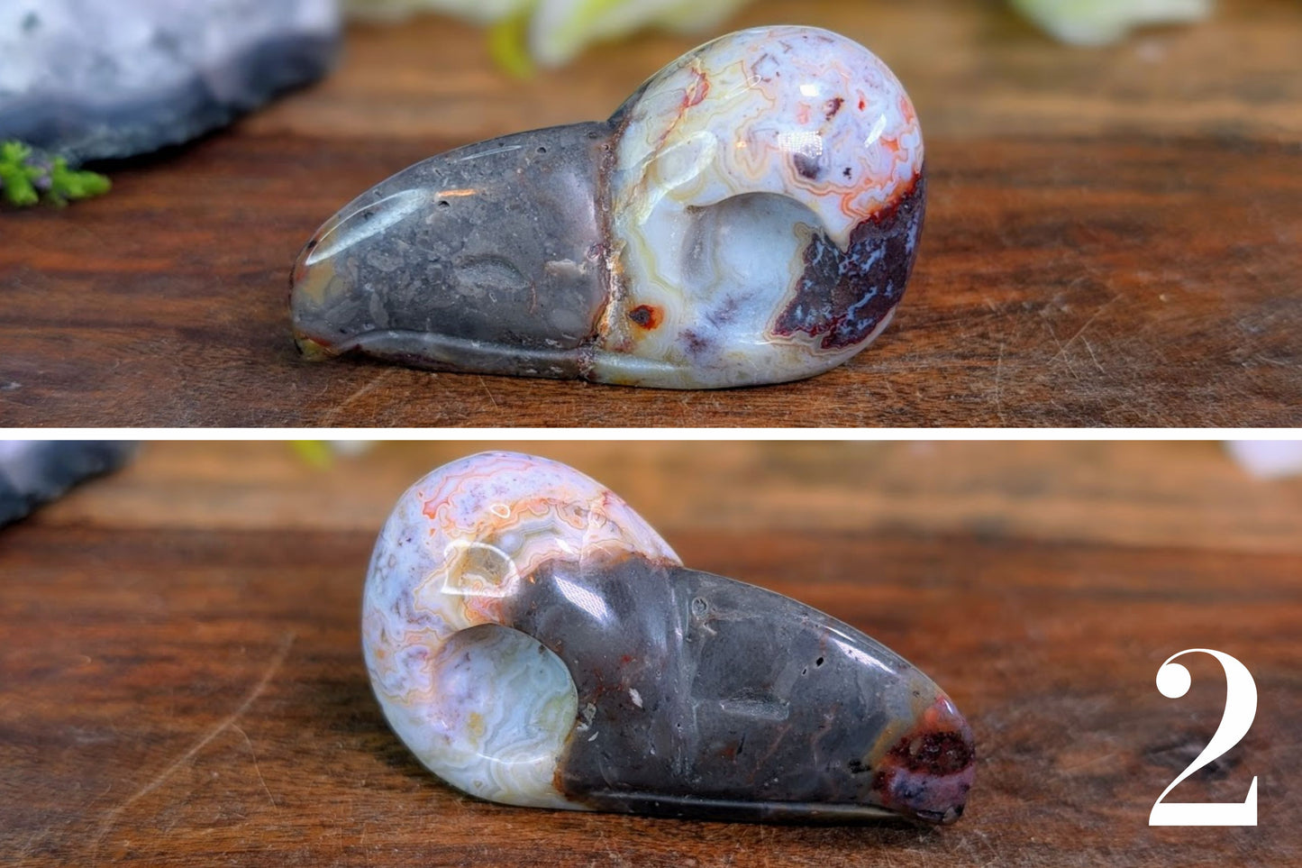Crazy Lace Agate Bird Skull