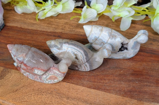 Crazy Lace Agate Snail