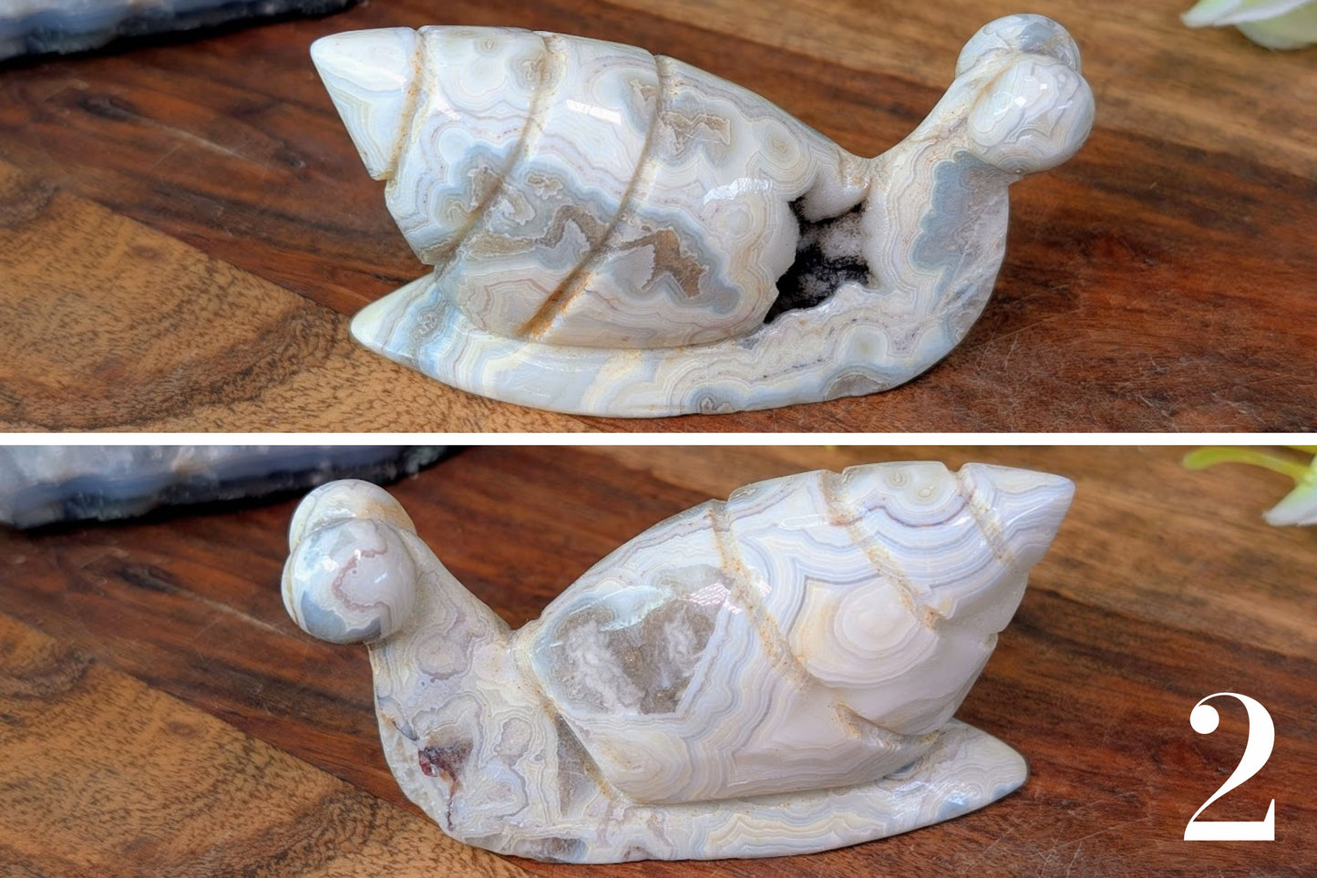 Crazy Lace Agate Snail