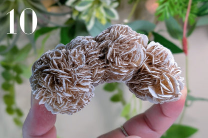 Desert Rose Cluster Specimen