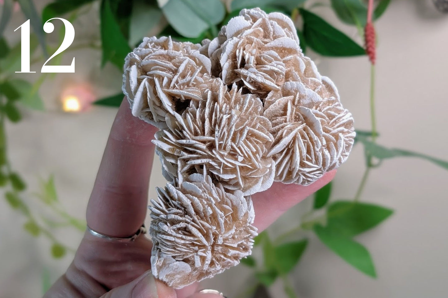 Desert Rose Cluster Specimen