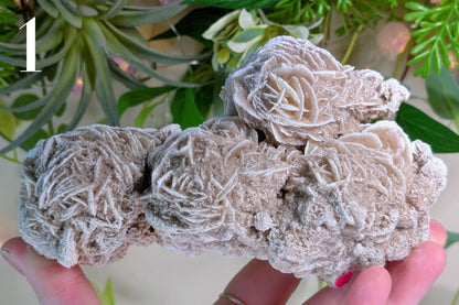 Desert Rose Cluster Specimen