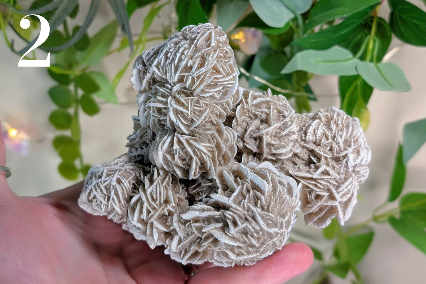 Desert Rose Cluster Specimen