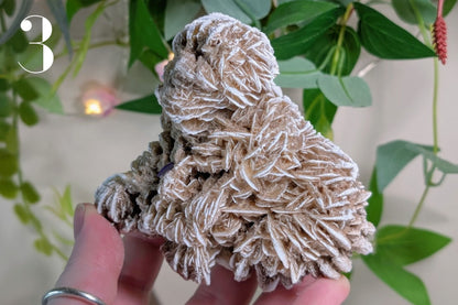 Desert Rose Cluster Specimen