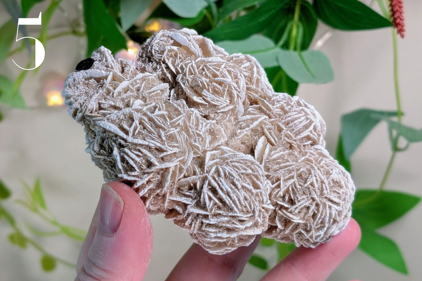 Desert Rose Cluster Specimen