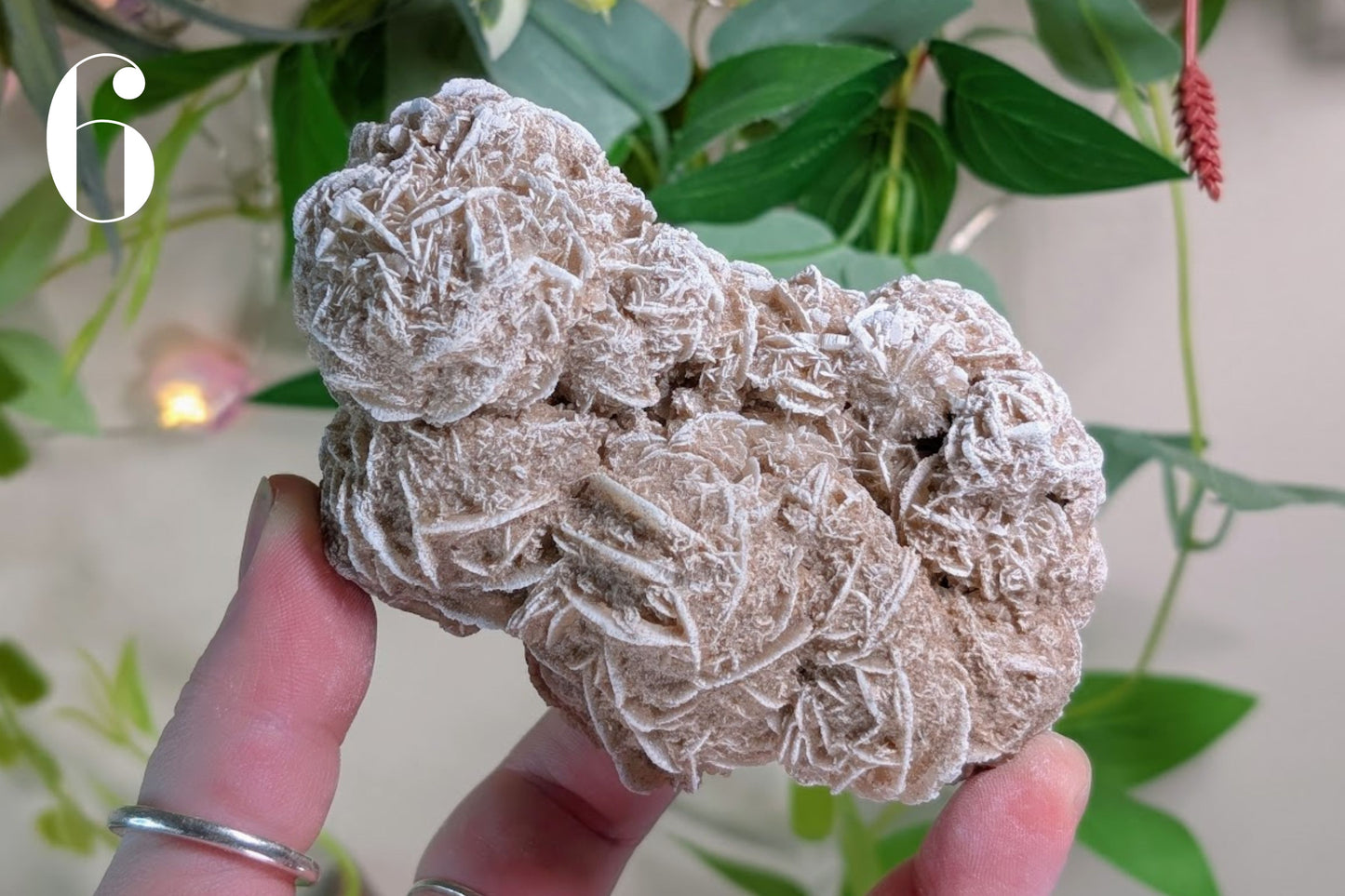 Desert Rose Cluster Specimen