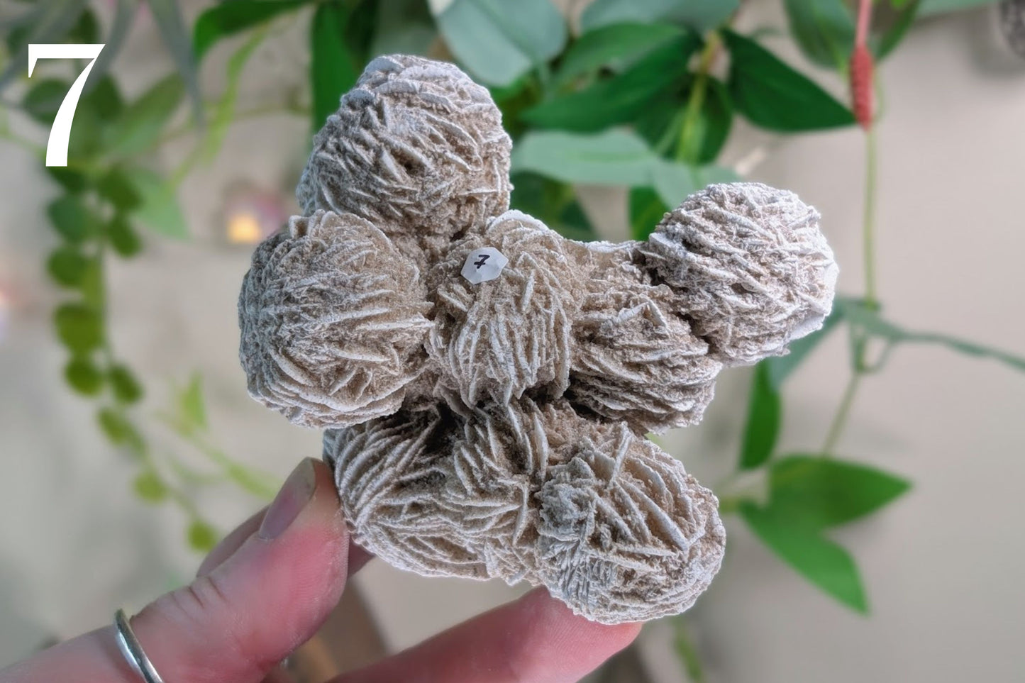 Desert Rose Cluster Specimen