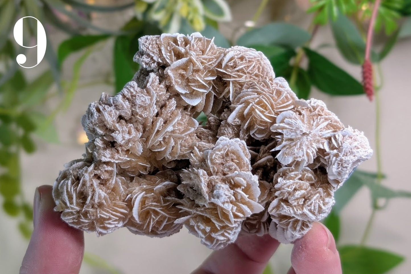 Desert Rose Cluster Specimen