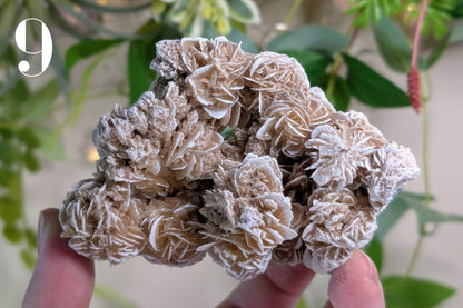 Desert Rose Cluster Specimen