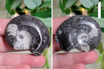 Goniatite Polished Specimen