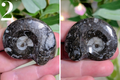 Goniatite Polished Specimen