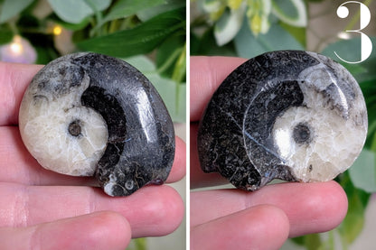 Goniatite Polished Specimen