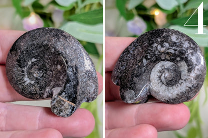 Goniatite Polished Specimen