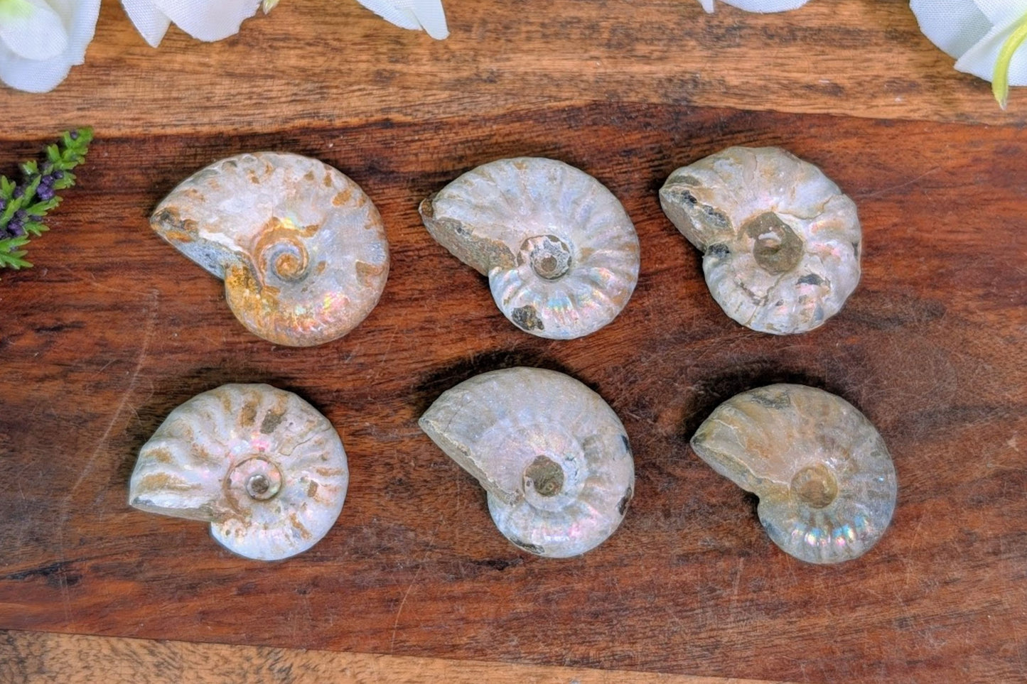 Iridescent Ammonite 1"