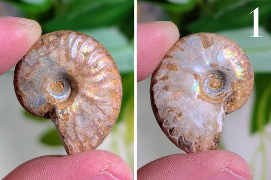 Iridescent Ammonite 1"
