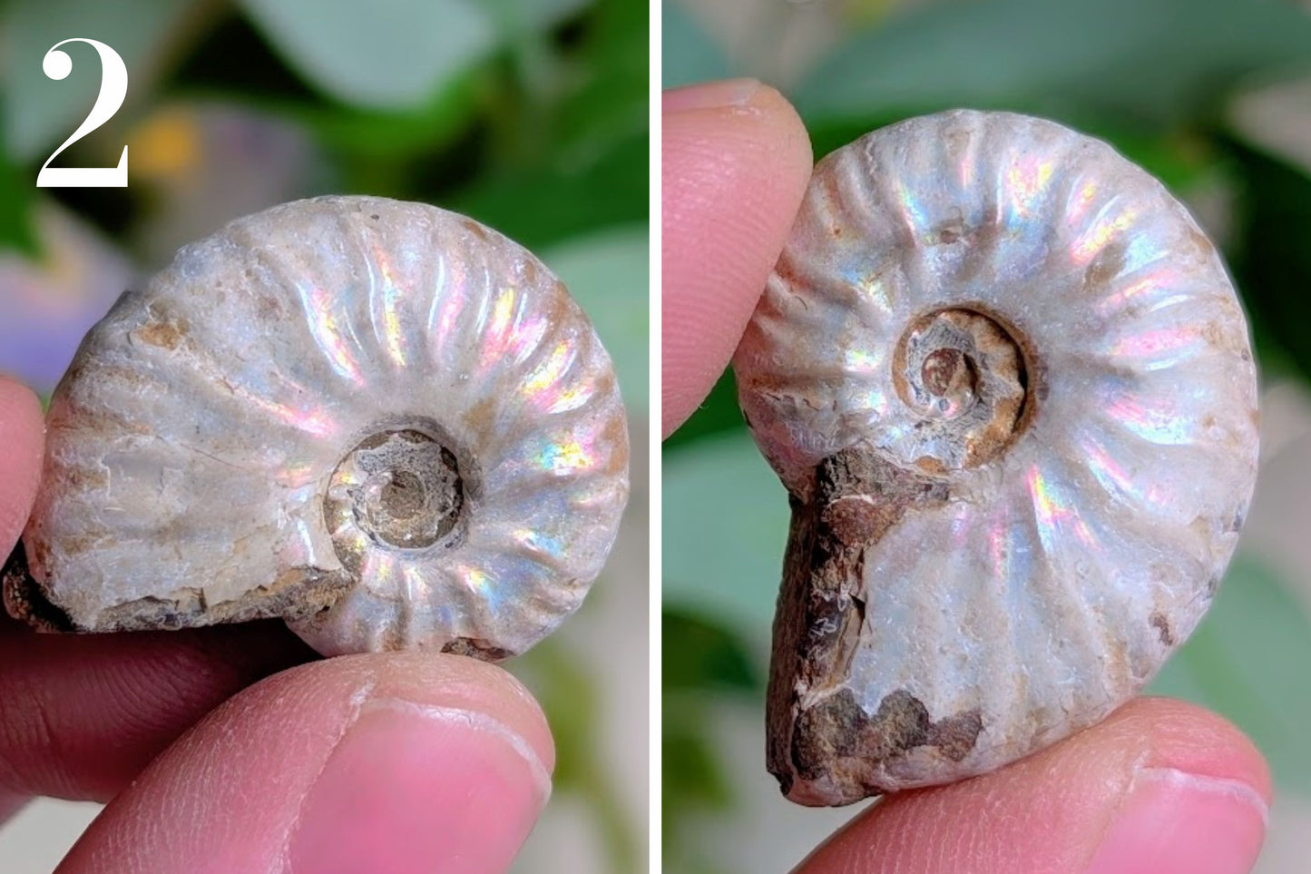Iridescent Ammonite 1"