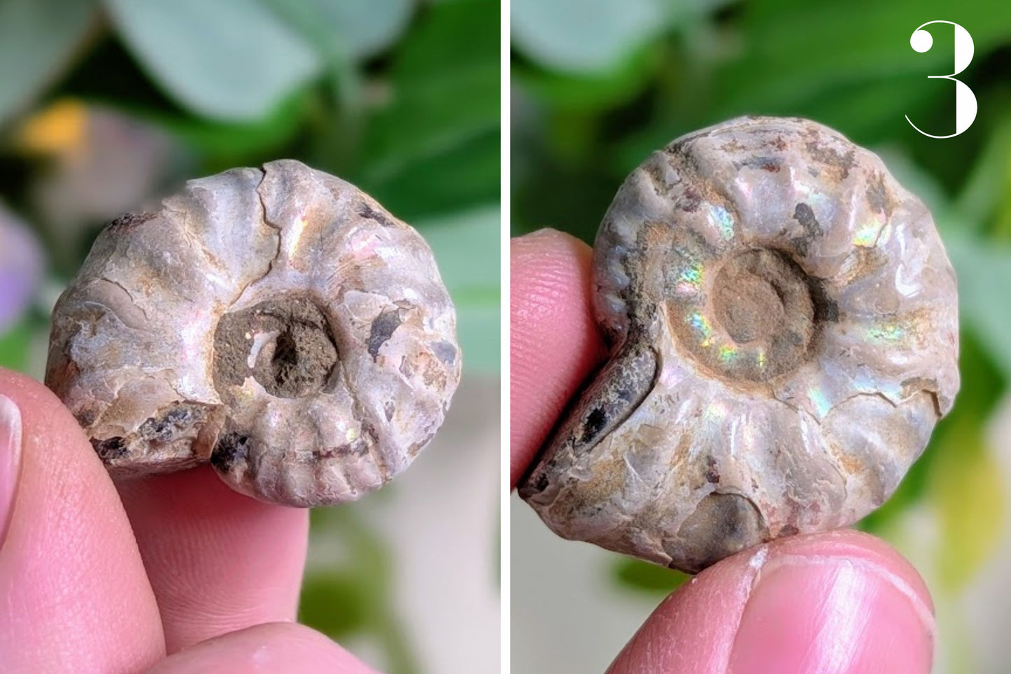 Iridescent Ammonite 1"