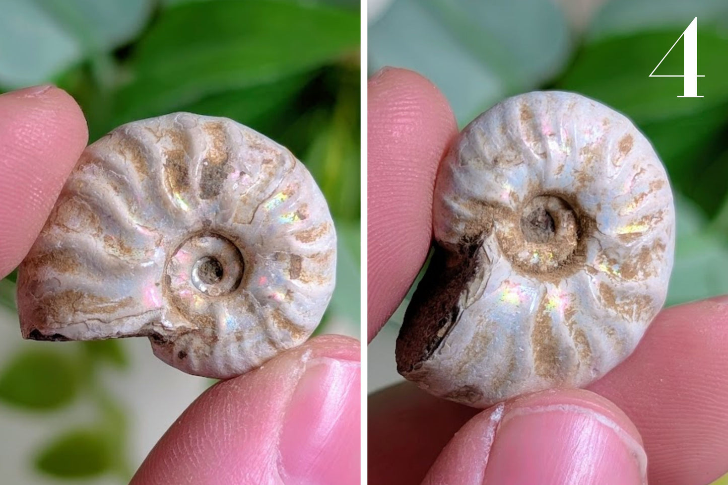 Iridescent Ammonite 1"