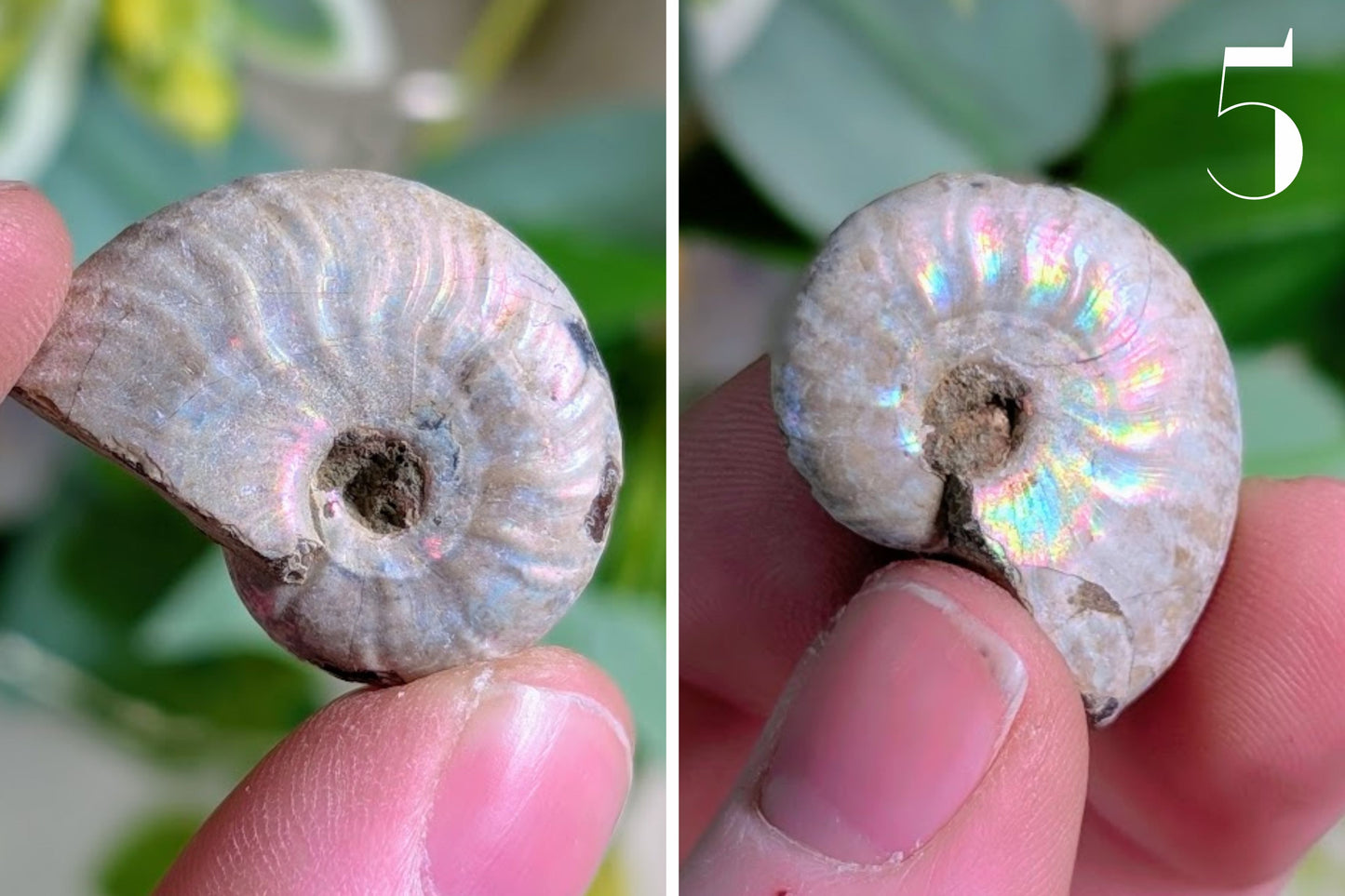 Iridescent Ammonite 1"
