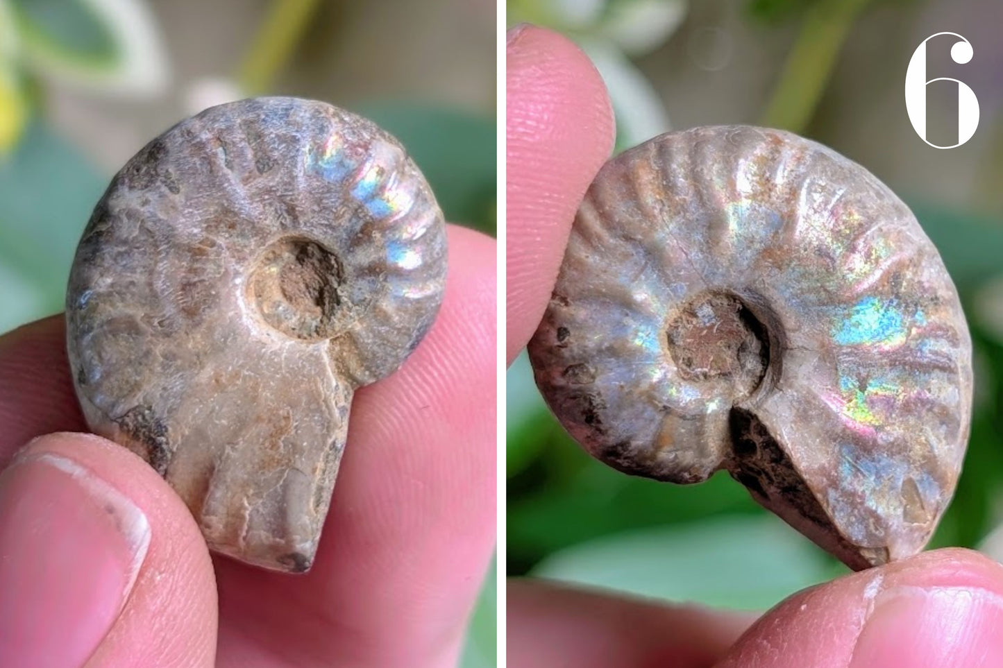 Iridescent Ammonite 1"