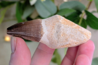 Mosasaur Tooth