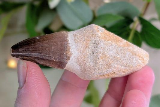Mosasaur Tooth