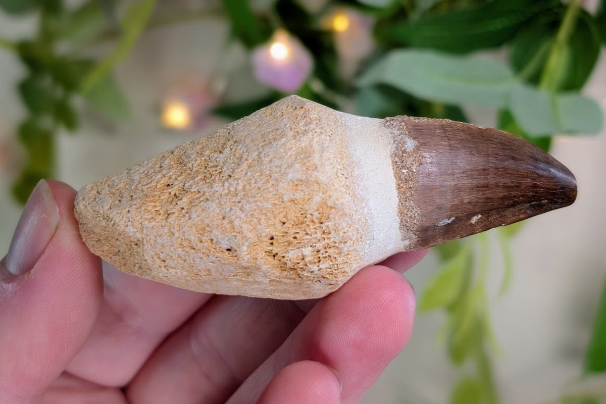 Mosasaur Tooth