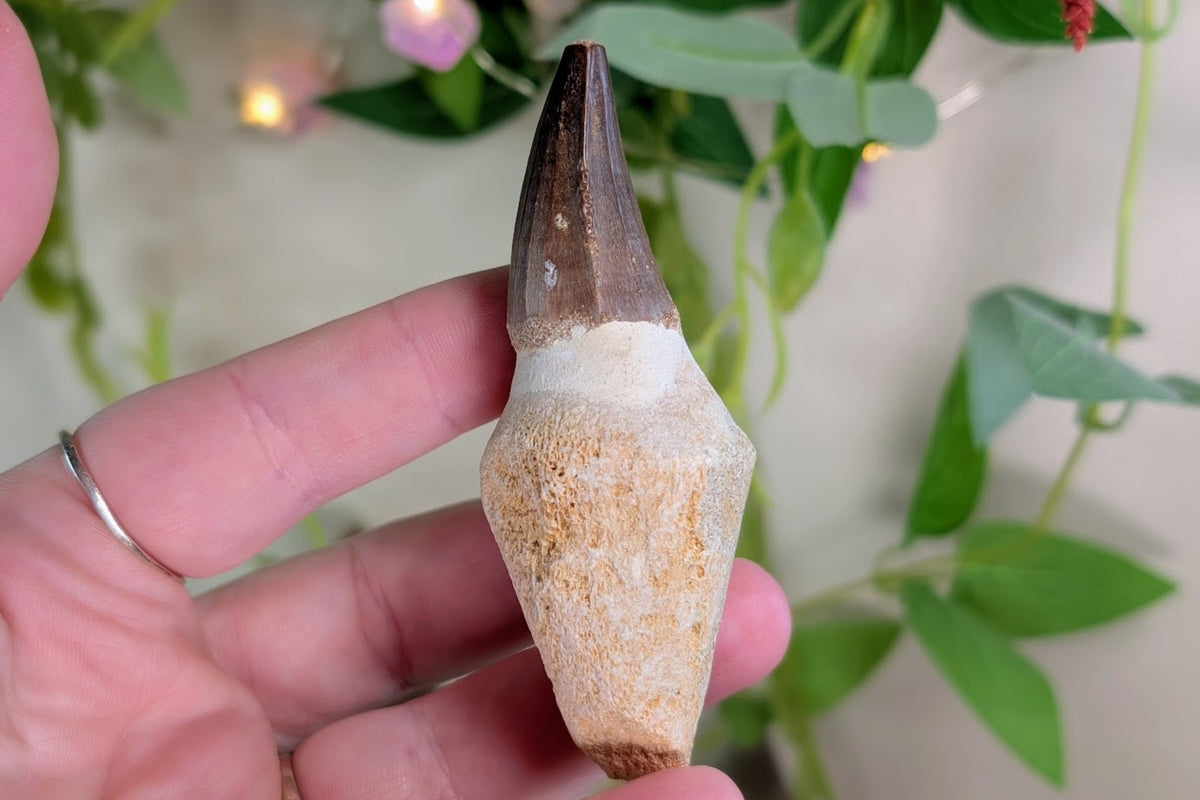 Mosasaur Tooth