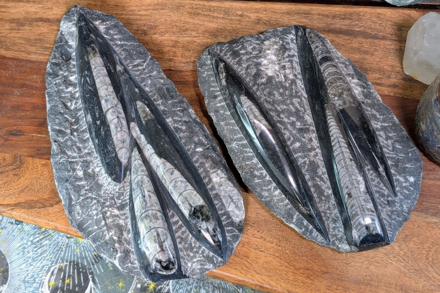 Orthoceras in Matrix Specimen