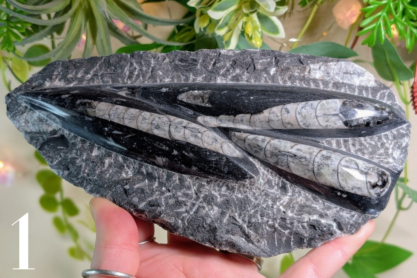 Orthoceras in Matrix Specimen