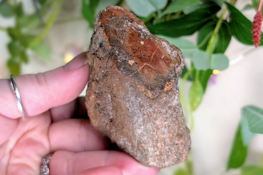 Petrified Wood Limb