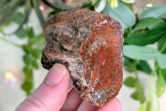 Petrified Wood Limb