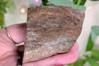 Petrified Wood Limb