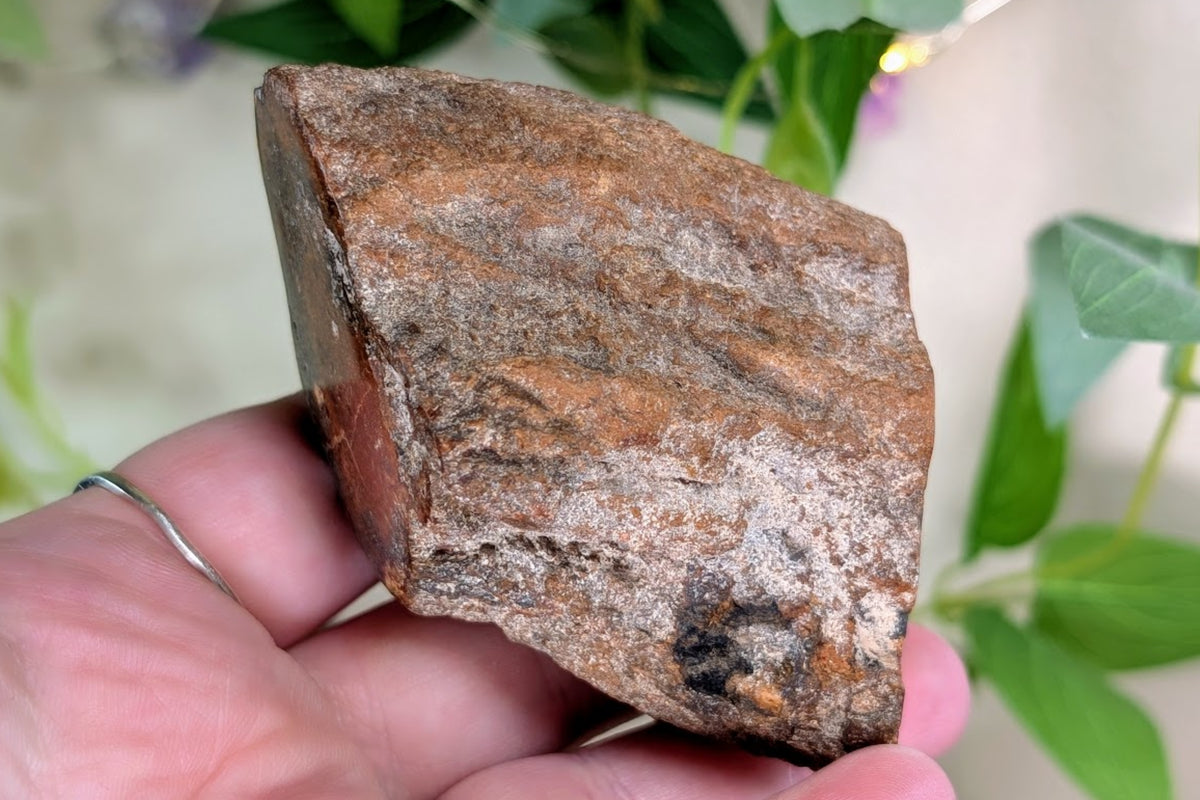 Petrified Wood Limb