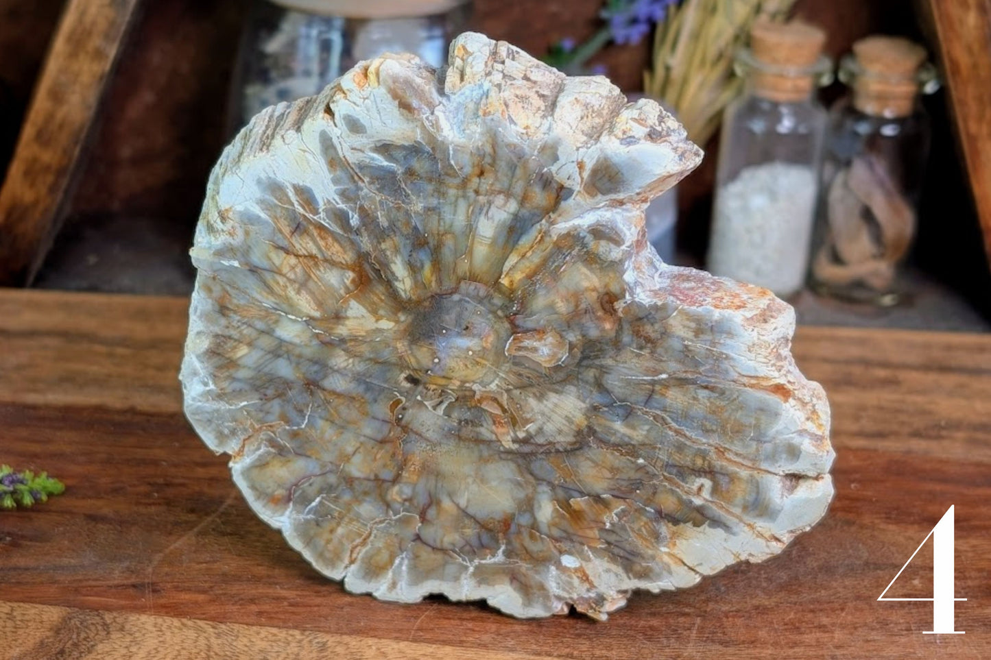 Petrified Wood Slab
