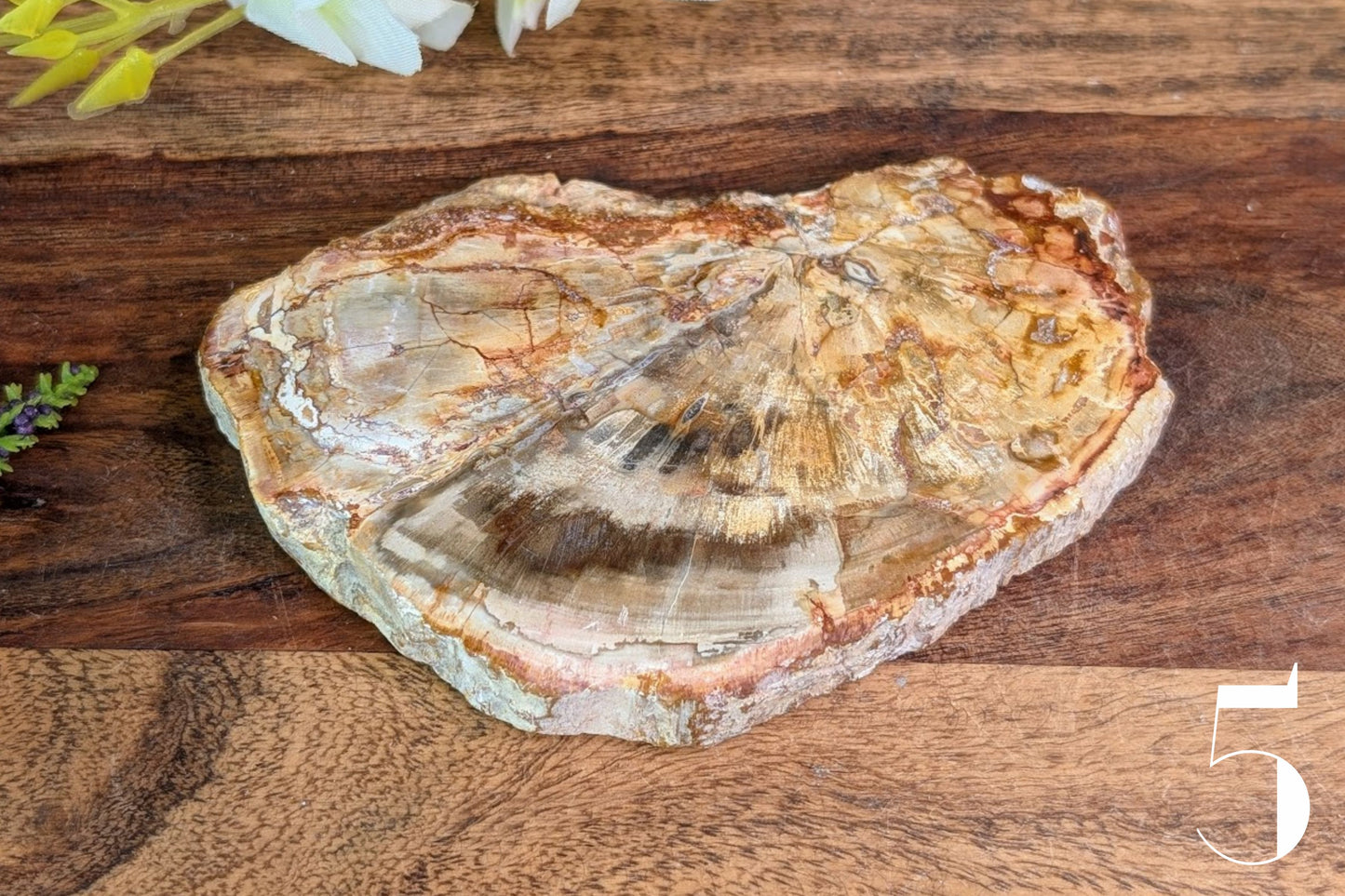 Petrified Wood Slab