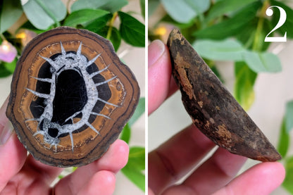 Septarian Nodule