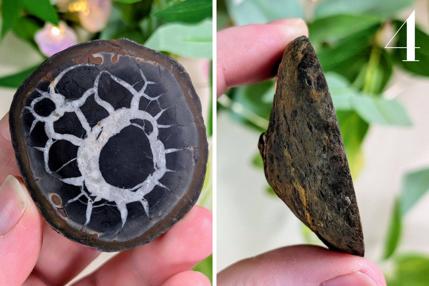 Septarian Nodule