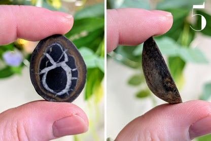Septarian Nodule